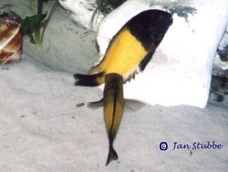 4   Tropheus sp.ikola