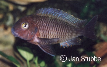 5 Tropheus moorii malasa island