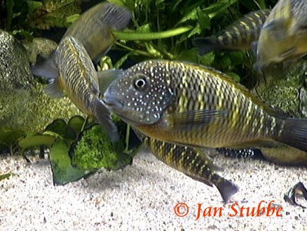 6   Tropheus moorii murago