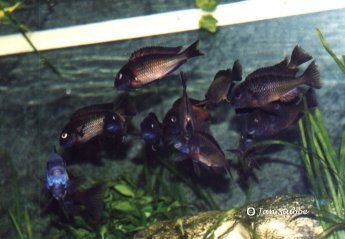 7   Tropheus moorii moliro