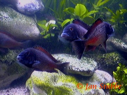 8   Tropheus moorii chipimbi
