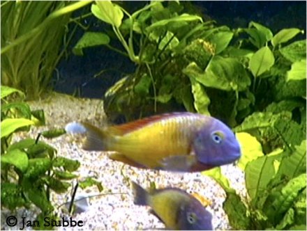 9   Tropheus moorii ilangi