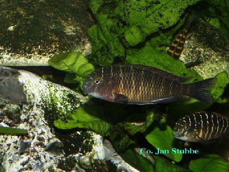10   Tropheus moorii lufubo