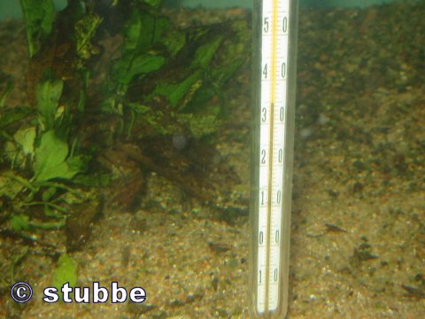 Vandet var 35C°. Lidt for varme til Tropheus...