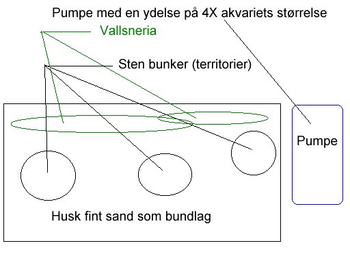 Fig.1 akvariet set fra oven
