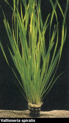 Vallisneria är lämpliga växter för ciklidakvariet.