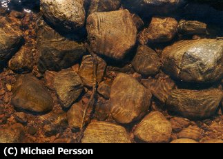 Plocka gärna stenar i naturen men var noggrann med att rengöra dem innan du lägger dem i akvariet.