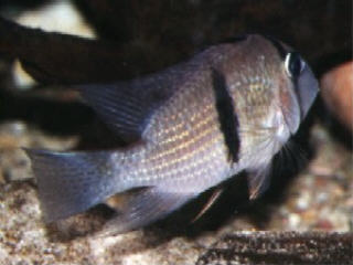 Foto: Joerg Albering