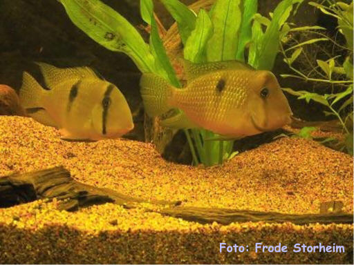 Foto: Frode Storheim