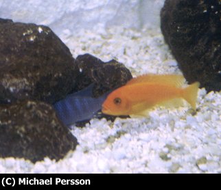 Ett lekande M. estherae par.