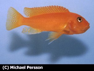 En munruvande M. estherae hona.