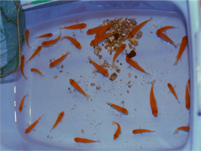 Några plastbaljor är till bra hjälp när du ska gallra yngel. Foto © M. Persson