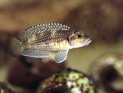 Lamprologus stappersi är en av de vackraste snäckskalslekande cikliderna. Foto: © Michael Persson