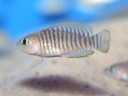 Lamprologus multifasciatus är min personliga favorit. Foto: © Michael Persson