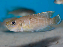 Lamprologus brevis. Foto: © Michael Persson  