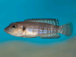 Lamprologus speciosus Foto: © Michael Persson 