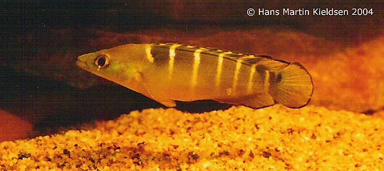 Hun af Crenicichla compressiceps 