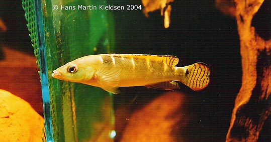 Han af Crenicichla compressiceps 