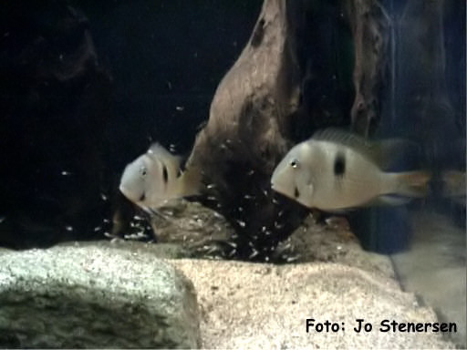 Guianacara geayi med yngel