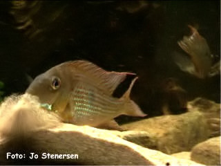 G. surinamensis er en larvofil munnruger.