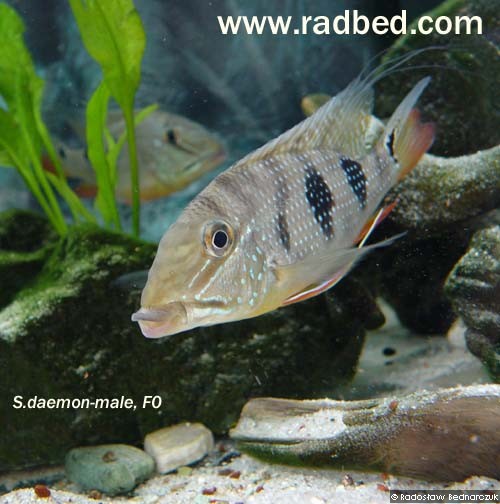 Foto: Radek Bednarczuk