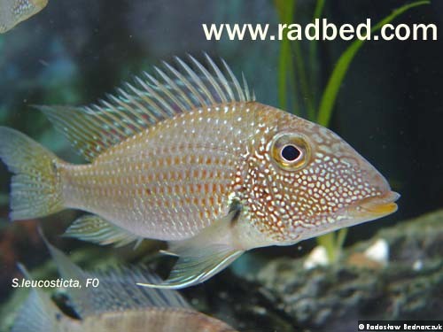 Foto: Radek Bednarczuk