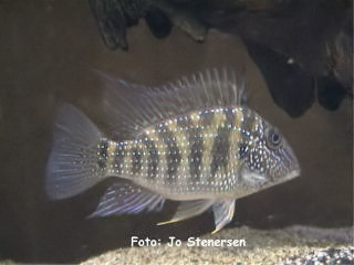 Ungfisk med stresstegninger