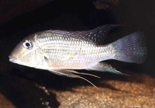 Hunnen ( Foto: Joerg Albering )