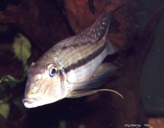 Hannen ( Foto: Joerg Albering ) 