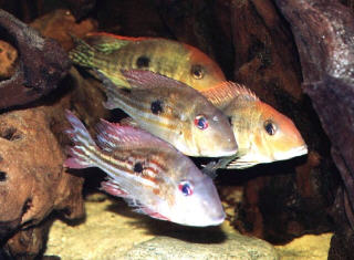 Geophagus sp. 