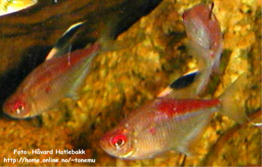 Dolkestikktetra er en flott stimfisk å ha sammen med jordspisere.