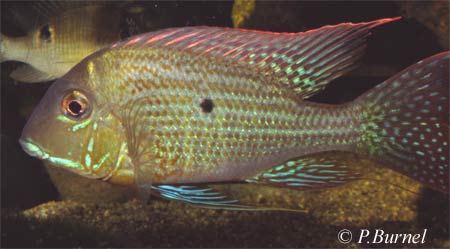 G. altifrons ( FOTO: Philippe Burnel )