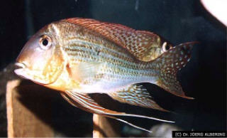 Geophagus altifrons 