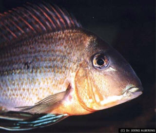 Geophagus aff. altifrons 