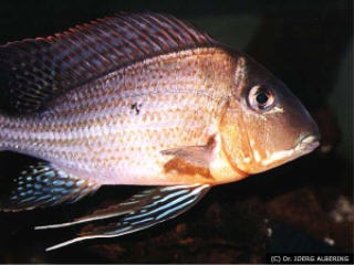 Geophagus aff. altifrons 