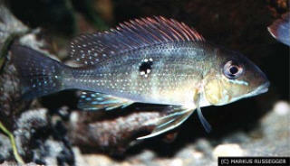 Foto: Markus Russegger