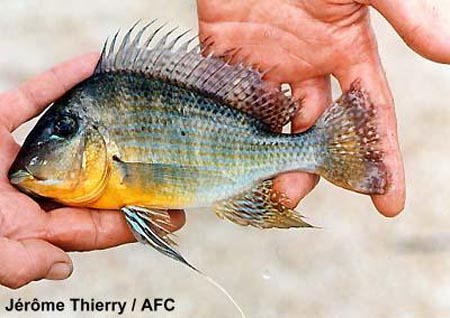 Bildet er brukt med tillatelse fra AFC (E. Genevelle)