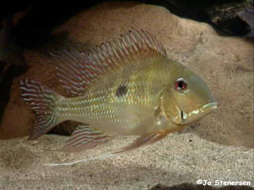 Bildet viser en voksen fisk på ca 25 cm, sannsynligvis en hann.