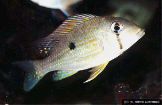 Foto: Joerg Albering