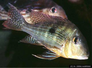 Foto: Joerg Albering