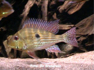 Bildet viser en voksen(?) fisk på ca 25 cm, sannsynligvis en hann.