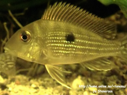 Sannsynligvis så er dette Geophagus abalios