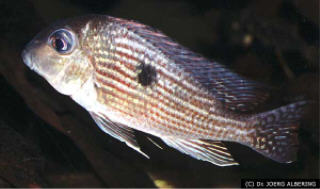 Foto: Joerg Albering