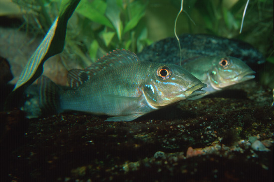 Foto: Pekka Katajisto