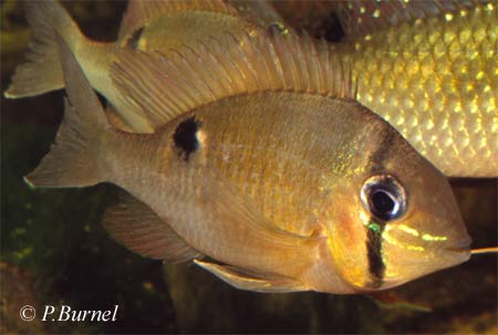 Foto: Philippe Burnel