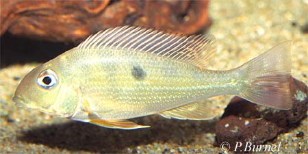 Geophagus sp. Rio Negro  ( Foto: Philippe Burnel )