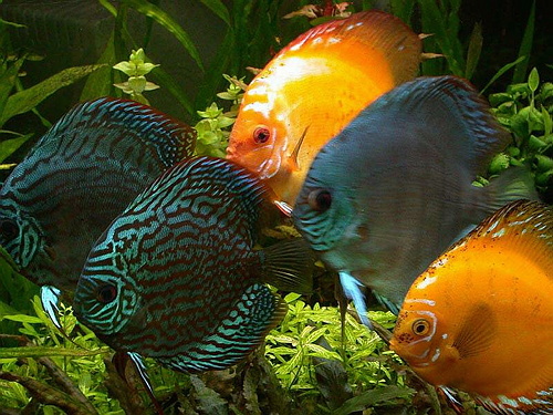 Fotograf: Geir Rolfsnes