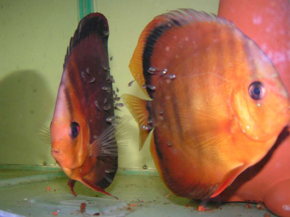 Fotograf: Mattias Gustafsson