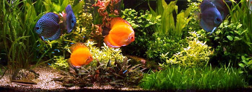 Fotograf: Geir Rolfsnes