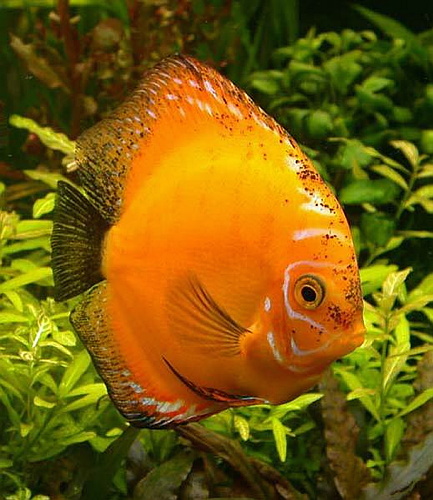 Fotograf: Geir Rolfsnes